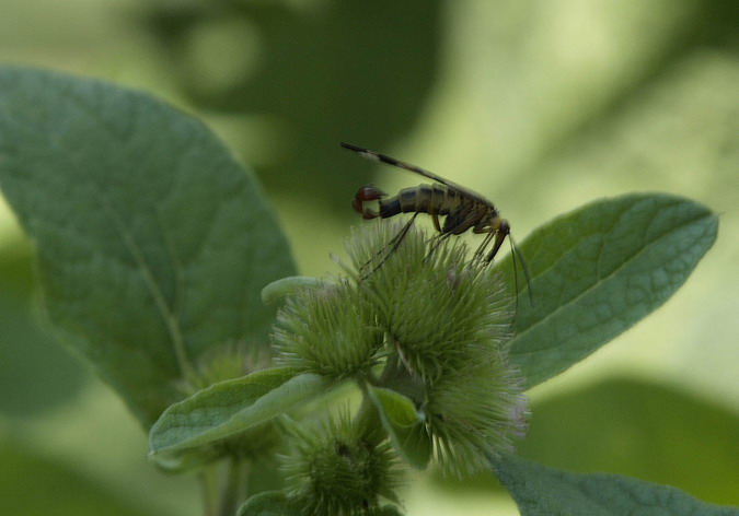 Mosca escorpí