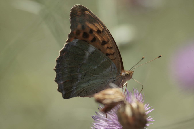 Argynnis paphia