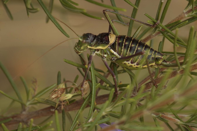 somareta Ephippiger ephippige