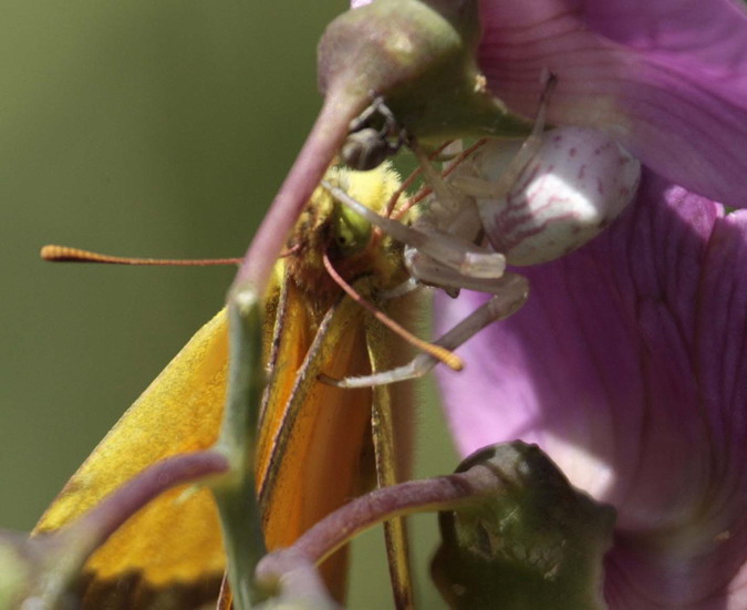 Colias crocea, Thomisus onustus