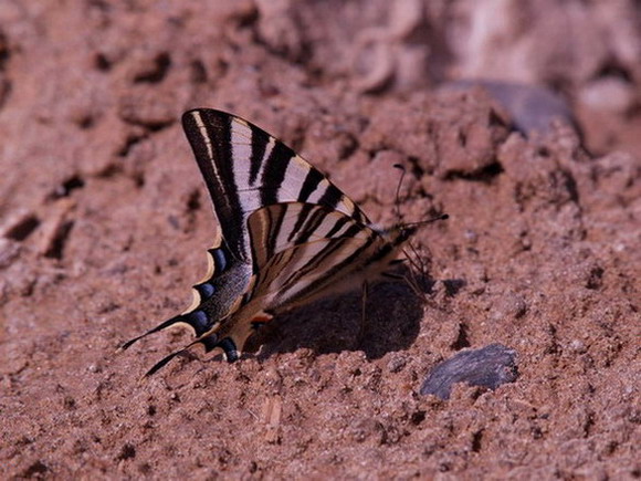 Ephiclides feisthamelii