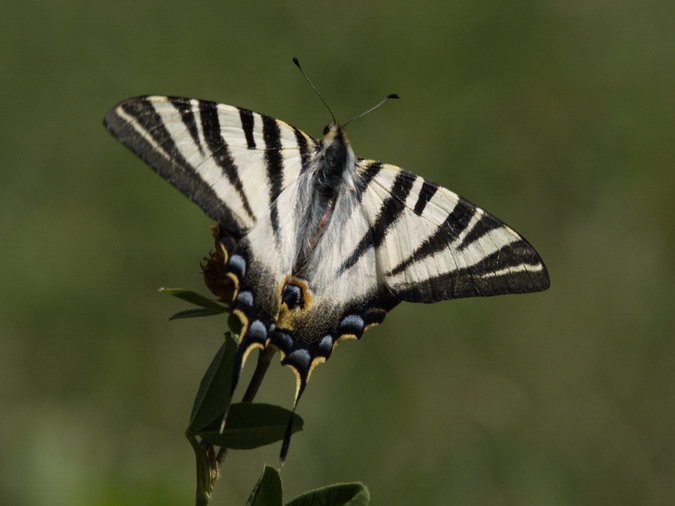 Iphiclides feisthamelii