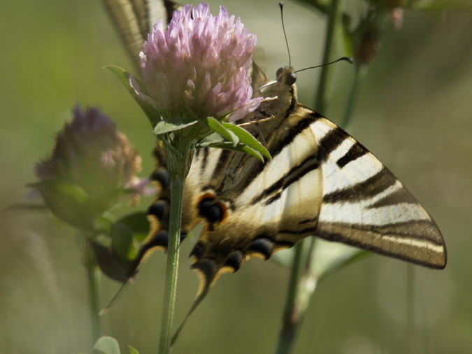 Iphiclides feisthamelii