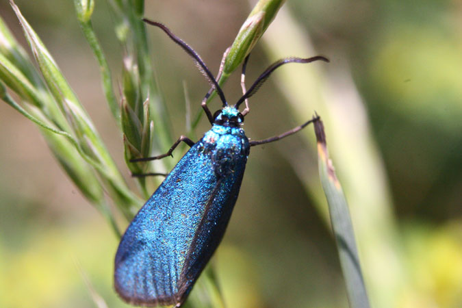 Zigena azul (Jordanita globulariae)