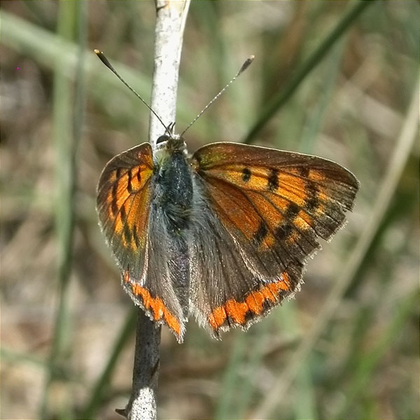 Lycaena phlaeas