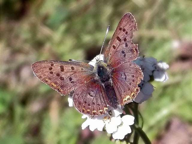 Lycaena tityrus mascle