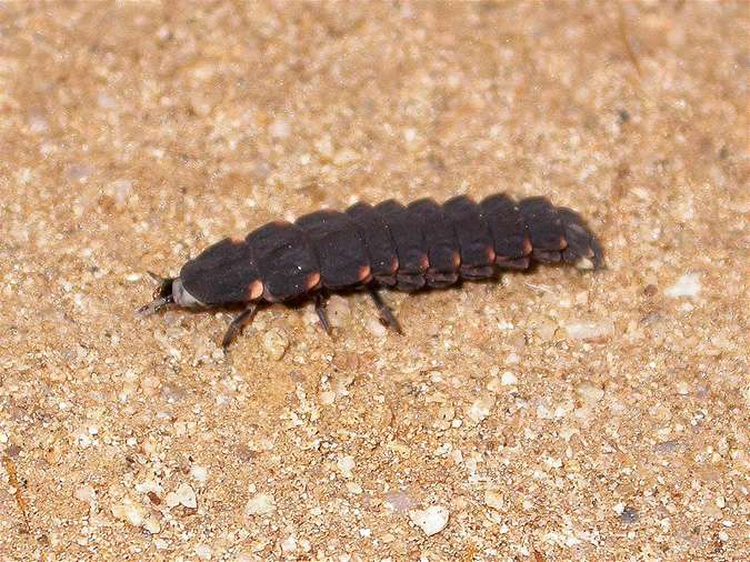 Cuca de llum, luciérnaga (Lampyris noctiluca)