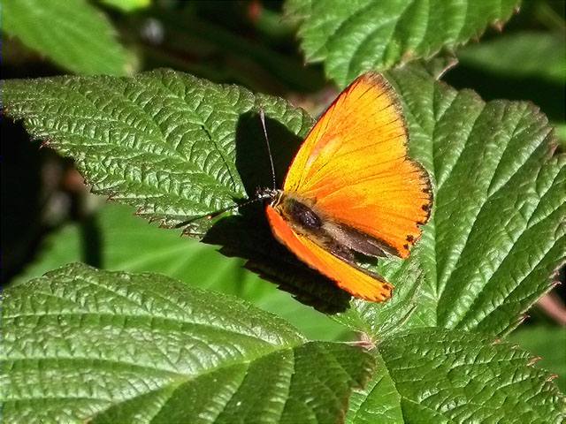 Mascle de Lycaena virgaaurae