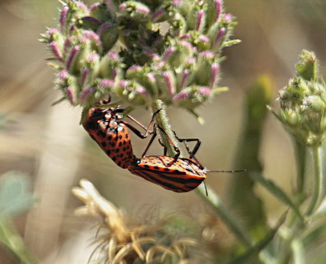 Xinxa ratllada (Graphosoma lineatum italicum), (cópula)