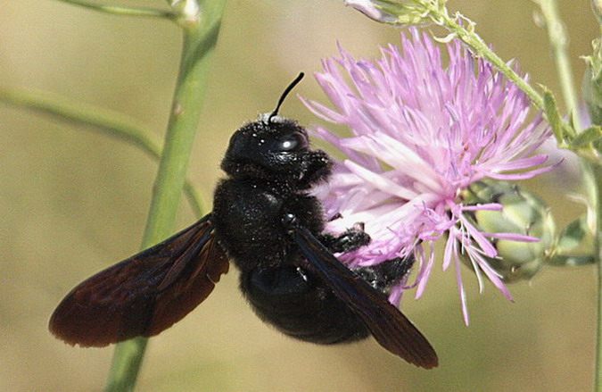 Abella fustera (Xylocopa violacea)