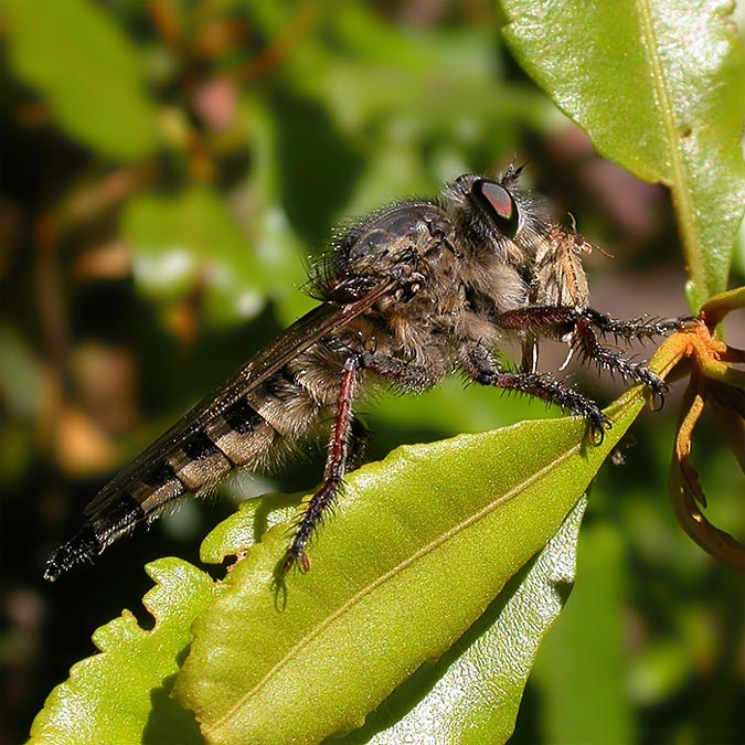 Laphria flava