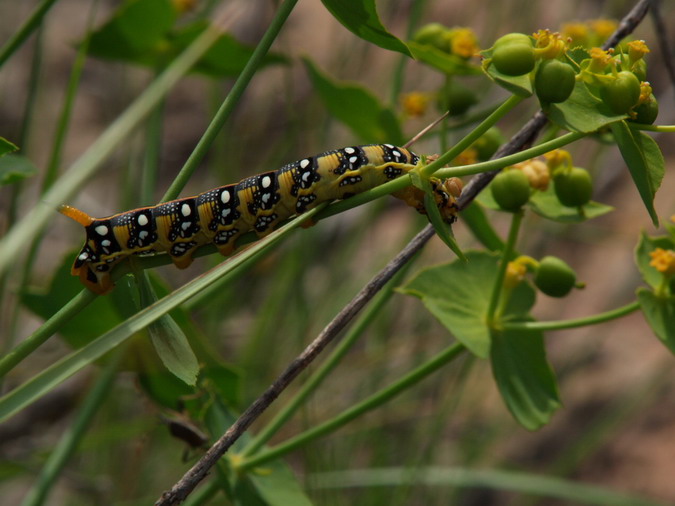 Eruga de Hyles euphorbiae