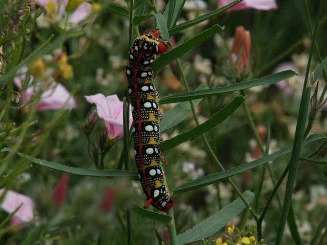 Eruga de Hyles euphorbiae 2