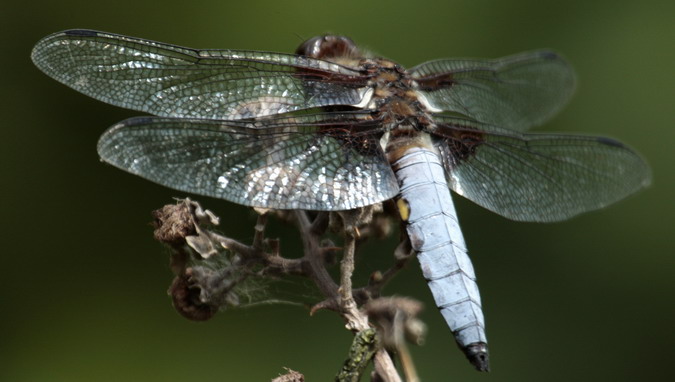 Libel-lula blava (Orthetrum cancellatum)