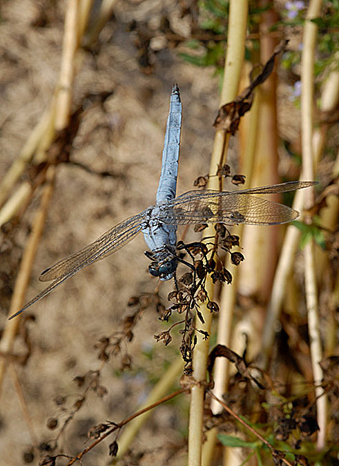 Orthetrum brunneum