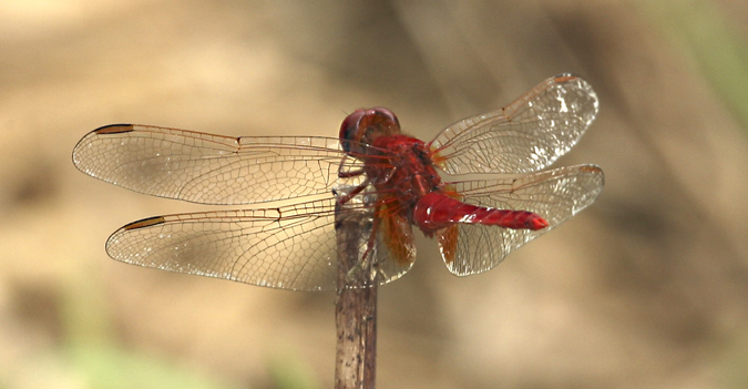 Libèl·lula vermella (Sympetrum sanguineum)