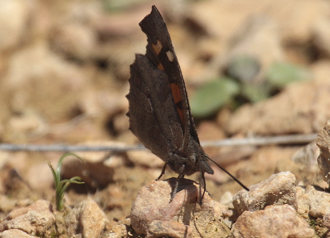 Libythea celtis libiteïns