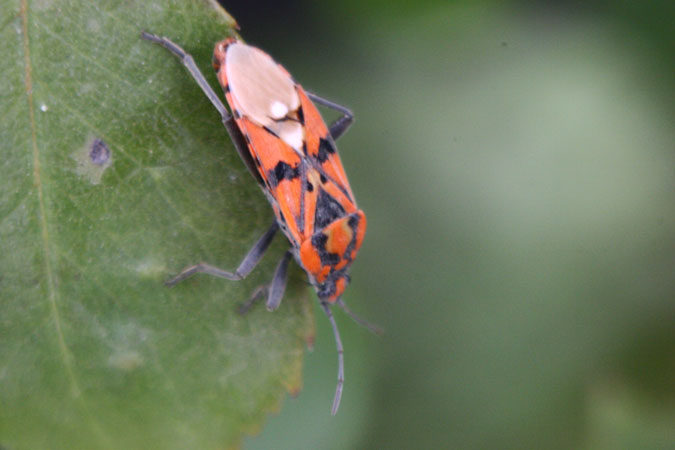 Ligaeus saxatilis