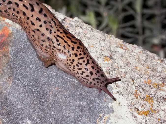 Limax maximus