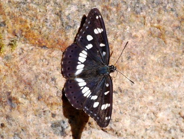 Limenitis reducta