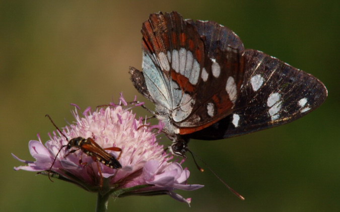 Limenitis reducta