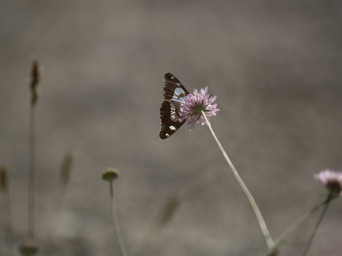 Limenitis reducta