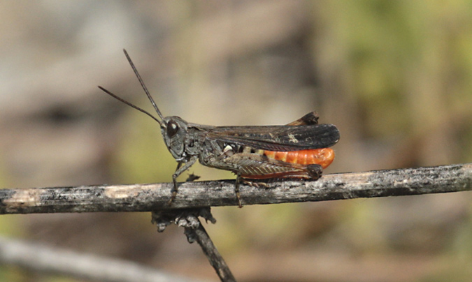 Llagosta Saltamartí de prat humit (Omocestus rufipes)