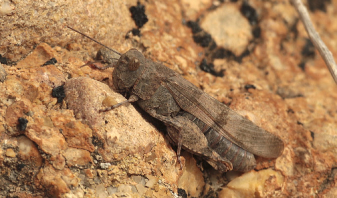 Llangot d'ales vermelles, ( Calliptamus barbarus)