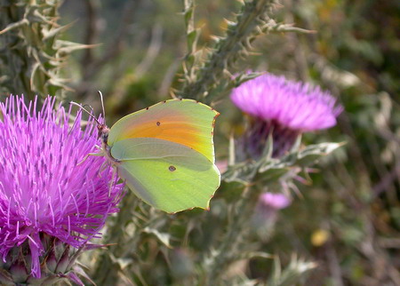 Llimonera (Gonepteryx cleopatra) Cleopatra