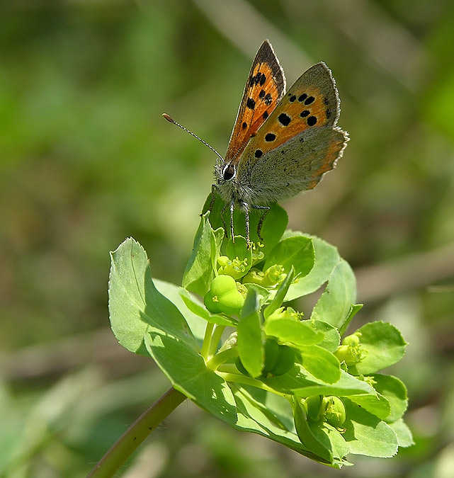 Lycaena phaleas