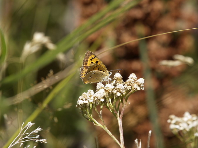 Lycaena virgaureae