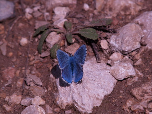 Lysandra bellargus