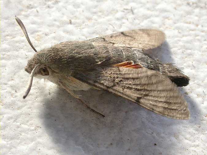 Esfinge colibrí (Macroglossum stellatarum)