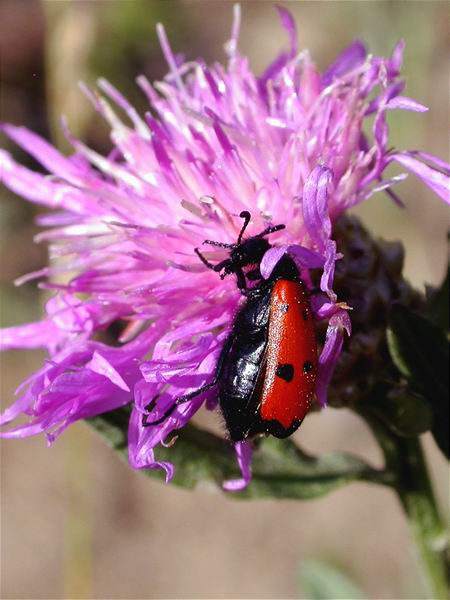 Mylabris quadripunctata