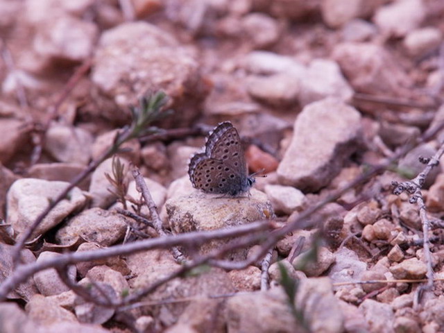 Pseudophilotes panoptes