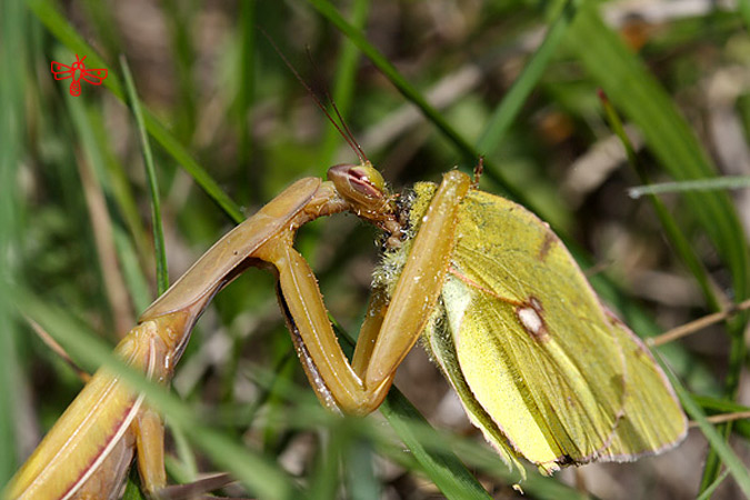 Colias crocea: la mort