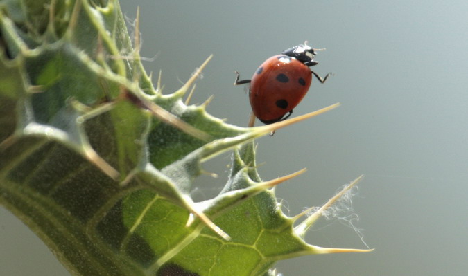 Marieta de set punts (Coccinella septempunctata)