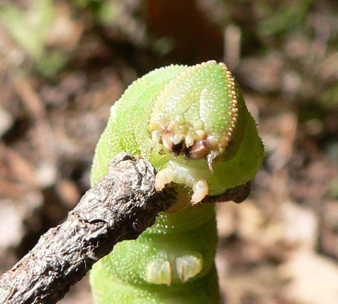 Marumba querqus