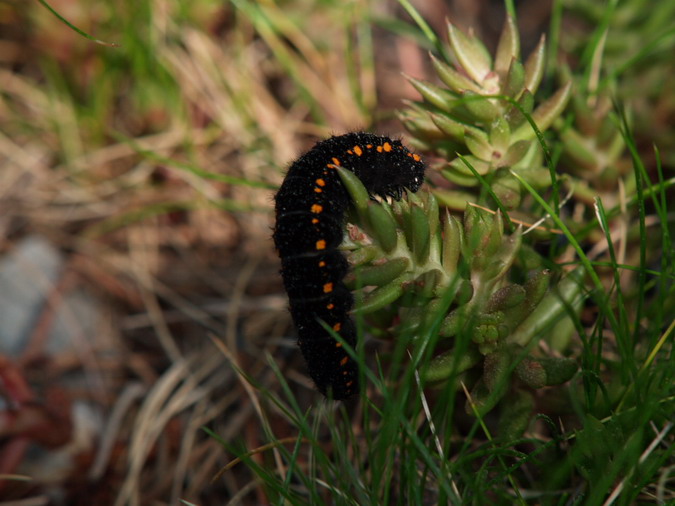 Eruga de Parnassius apollo