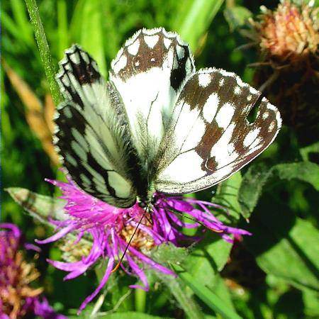 Melanargia lachensis