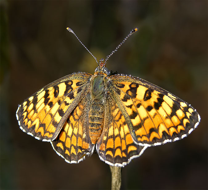 Melitaea phoebe