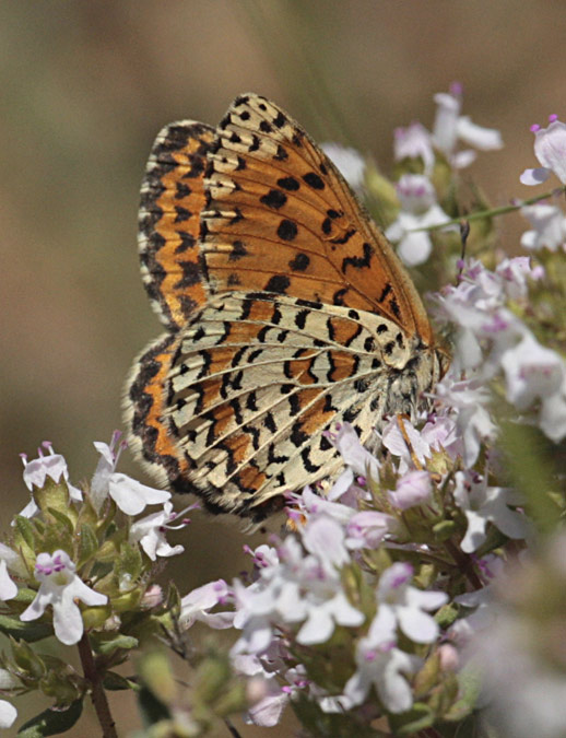 Melitaea didyma