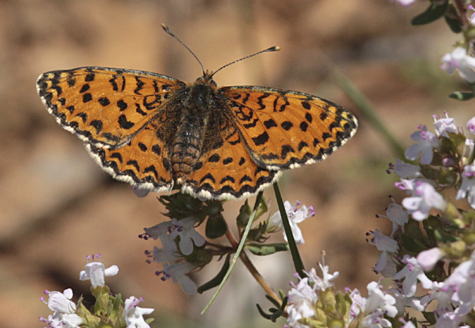 Melitaea didyma