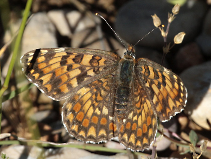 Melitaea phoebe occitanica