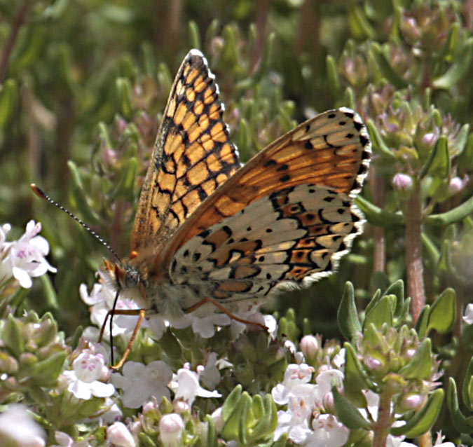 Melitaea trivia