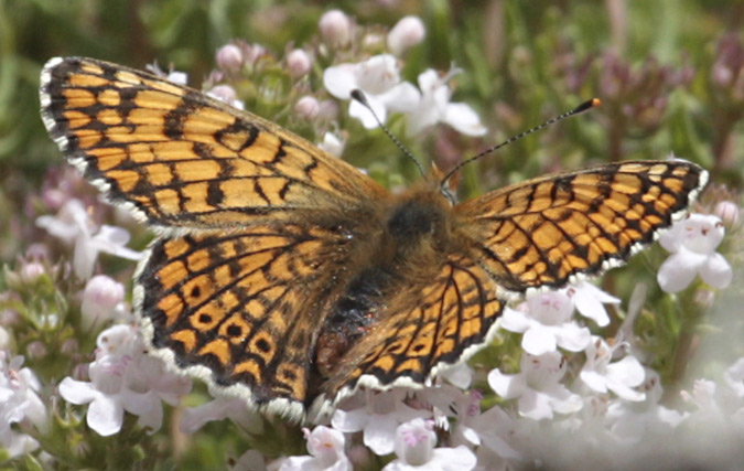 Melitaea trivia