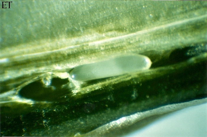 Platyparea poeciloptera 2/2
