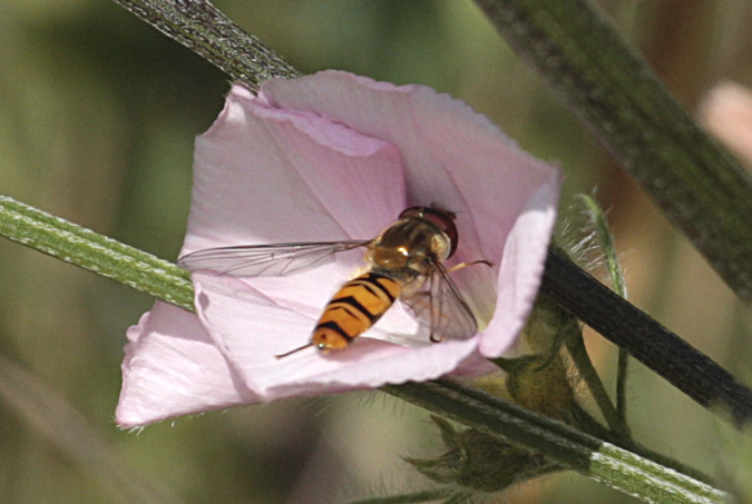 Mosca cernidora (Episyrphus balteatus)