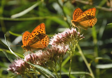 Nacarada. Argynnis paphia