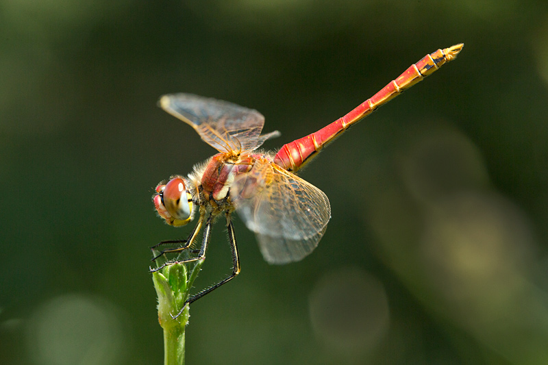 Sympetrum fonscolombii